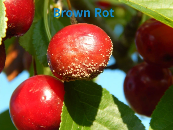 Read more about the article 체리 잿빛무늬병(Brown Rot) 완벽 가이드(2025): 발생 원인부터 방제 방법까지