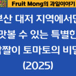 2025 대저 짭짤이 토마토, 왜 특별할까요?